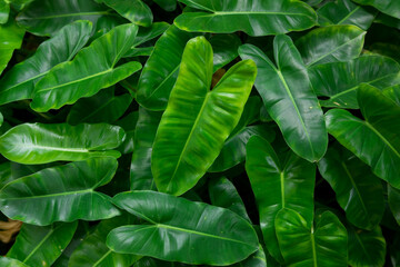 Close-Up of a Green Philodendron Leaf, Tropical Foliage Background © Latthaphon