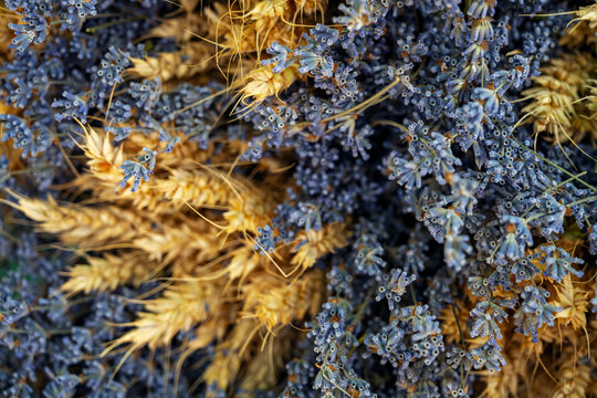 Dried plants mix of wheat and lavender in a natural setting