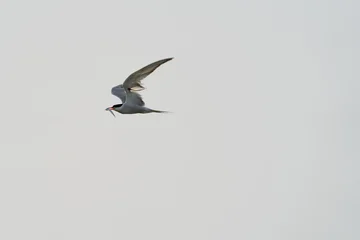 Tern flying with fish in minimalist sky © F.C.G.