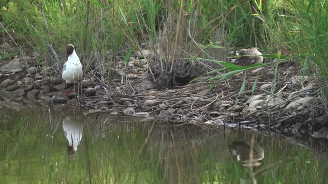 Mediterranean Gull and Plover Reflected on Quiet Shore