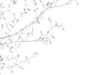 Fototapeta premium Soft Shadow of Delicate Branches in Light Grey Background. Abstract Natural Leaf Silhouette Effect for Aesthetic Decor and Design Projects