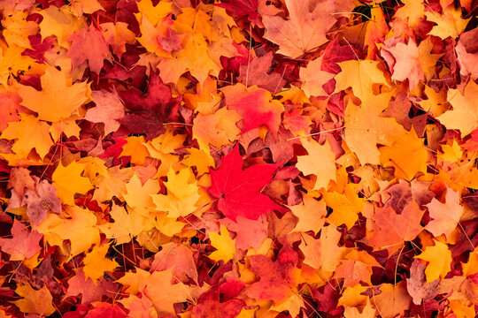 Maple leaves background in the fall season