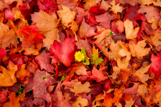 Autumn leaves and one yellow flower background in the fall season