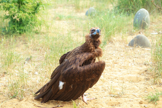 A black vulture in its natural habitat. Caucasus Mountains, Dagestan Nature Reserve.