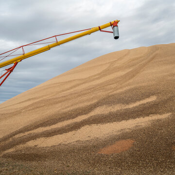 a large pile of sorghum grain drying  in western Kansas in early November, agriculture industry concept