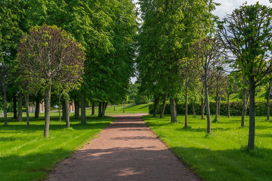 The alley in the Lower Park of the Palace and Park Ensemble of the Konstantinovsky Palace on a sunny summer day, Strelna, St. Petersburg, Russia
