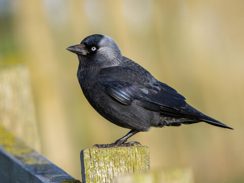 Jackdaw on a post close up