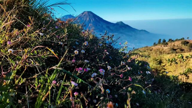 daisy flower on the mountain