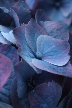 Blue, lilac, violrt Hydrangeas Flower bouquet. Selective soft focus. Macro close-up natural background.