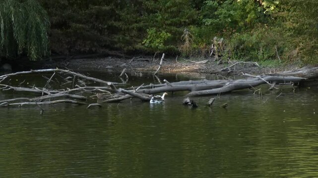 Mulard ducks resting and perching on large fallen tree trunk submerged in green lake water. Natural lighting, wide shot, natural ecosystem atmosphere. Harmony and global responsibility concept.