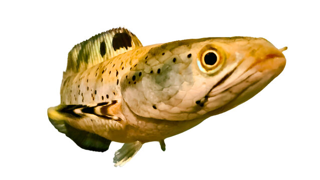 Channa Gachua dwarf snakehead fish isolated on transparant background