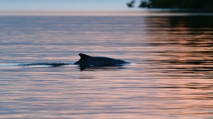 Fototapeta premium Marine mammal glides through calm, reflective water at sunset
