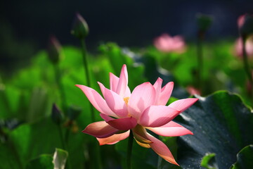 pink Lotus flower blooming in the pond with green leaves  © qaz1235