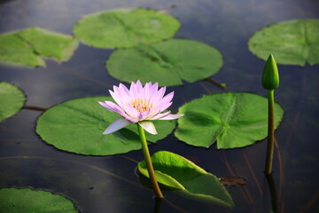 pink Lotus flower blooming in the pond with green leaves  © qaz1235