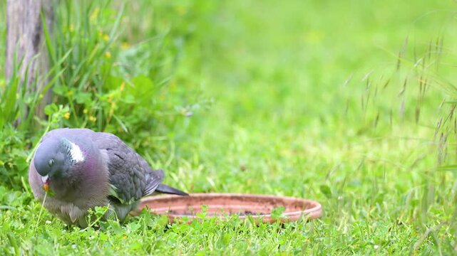 Portrait of a Wood pigeon coming out of a plastic saucer after taking a bath and pecking at leaves in the grass in spring in a domestic garden. Columba palumbus, r&eacute;gion Centre, France, Europe