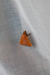 Obraz premium Close-up of a brown moth perched on a white textile surface.