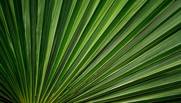 Palm Leaf Texture Natural Tropical Green Leaf Close Up
