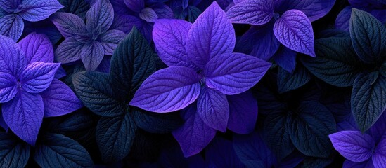 Close-up of vibrant purple and dark foliage, creating an ethereal and moody atmosphere