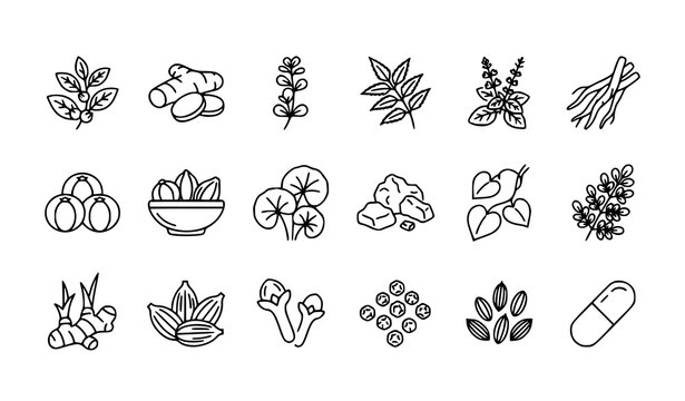 Traditional Ayurvedic Herbal Medicine Outline Icon Pack Featuring Healing Plants and Natural Remedies Vector Set