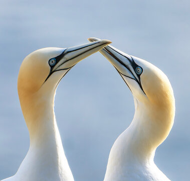 Gannets mating ritual