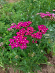 Yarrow (a medicinal plant)  pink yarrow in a flowerbed © Svetlana  Dunaeva