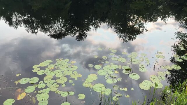 Lily Pads Floating on Calm Lake at Twin Ponds, New York