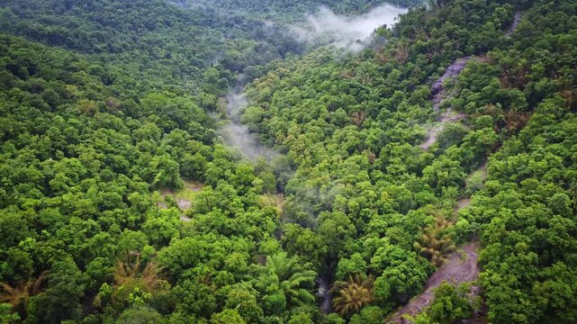 Drone reveal shot of the lush tropical rainforest near Athirappilly in Kerala, India, featuring dense forest canopy, a hidden waterfall, and the biodiversity-rich landscape of the Western Ghats.