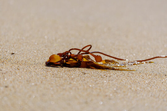 Kelp washed up onto a sandy beach in Moss Landing California with copy space