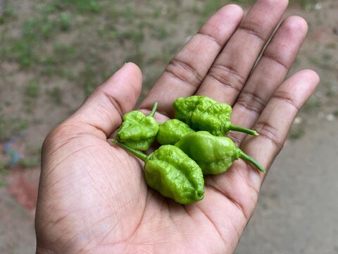 Fresh green ghost chili peppers held in hand close up