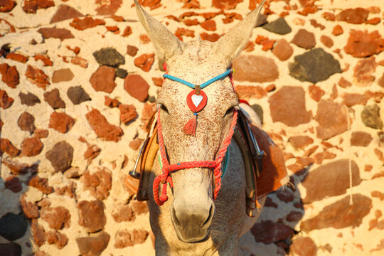 A white donkey with colorful harness and heart ornament stands before a textured stone wall in warm Mediterranean sunlight, capturing traditional Greek charm and rural culture.