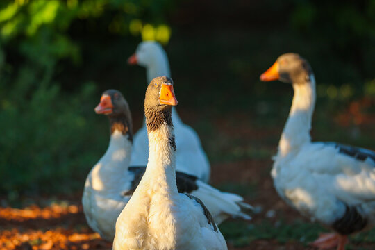 A small flock of geese stands in warm afternoon light on a rustic field in Crete, Greece, surrounded by greenery and soft shadows, evoking peaceful countryside life.