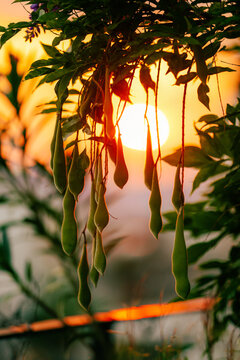 Green bean pods hang from a leafy plant in warm sunset light in rural Greece, capturing Mediterranean agricultural beauty and tranquil evening atmosphere.