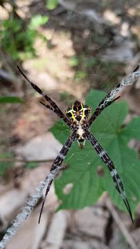 spider on a web