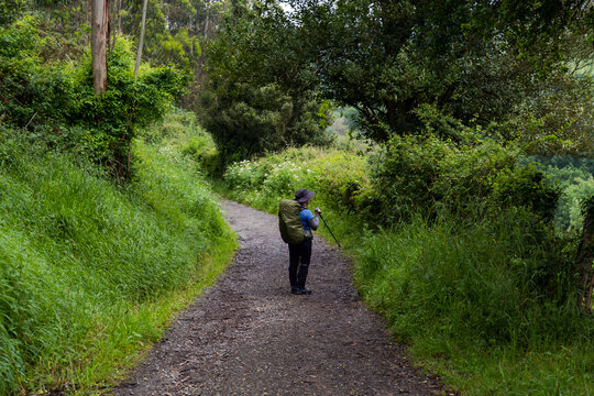Pilgrim with a large backpack and a hiking pole walks along a winding rural road during a rainy or overcast day on the Camino Primitivo route.