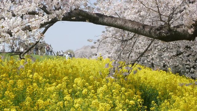 natural spring landscape green space with cherry blossom sakura trees contrasting with yellow rapeseed flowers flied in sunny spring day, sakura plum flower petal in Kumagaya Saitama Japan.