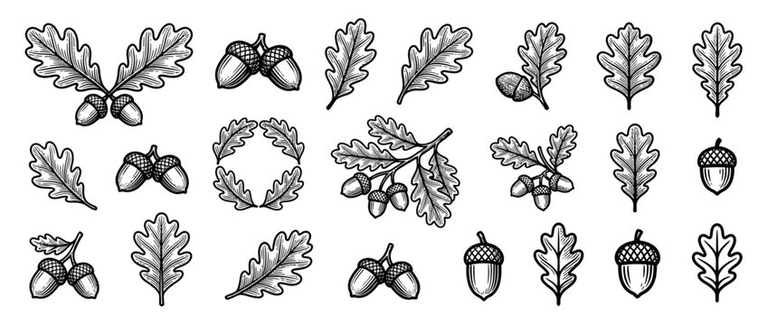 Hand-drawn oak leaves and acorns collection, vintage sketch style