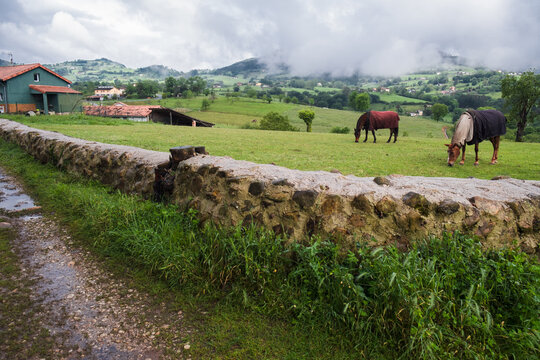 Green countryside landscape with horses grazing along the Camino Primitivo trail in Asturias, Northern Spain.