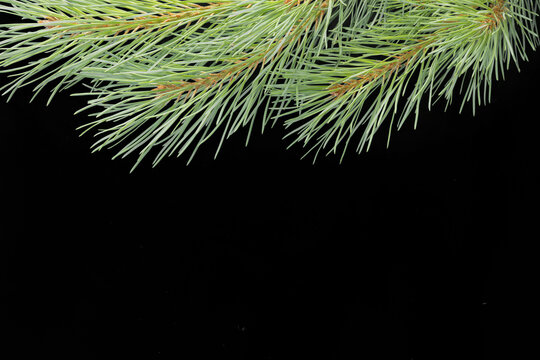 Fresh green pine branch isolated on black background. Natural evergreen conifer for Christmas, winter holiday decorations, seasonal design, festive compositions and botanical projects.