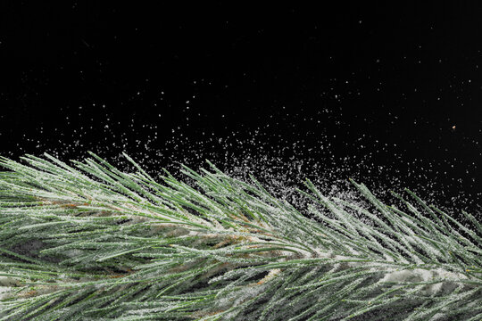 Snow-covered pine branch isolated on black background. Winter evergreen decoration with fresh snow for Christmas and holiday designs.