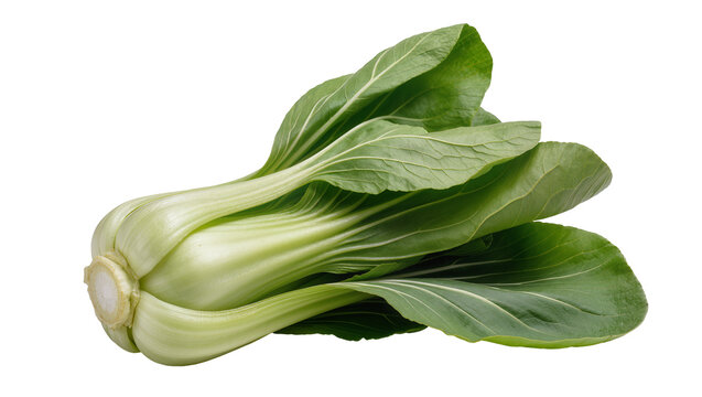 Isolated fresh green bok choy or pak choi Chinese cabbage vegetable ready for cooking