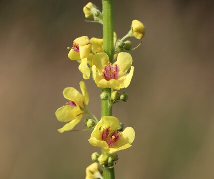 Black mullein (Verbascum nigrum) growing in a meadow