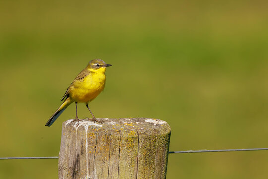 Wiesenschafstelze  (Motacilla flava)