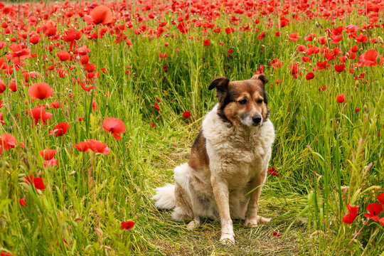 Hund im Mohnfeld