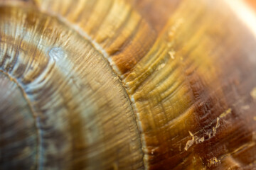 Golden spiral coils ripple with earthy warmth © Anastasia Bruzinsky