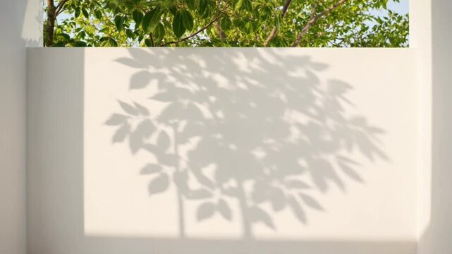 Sunlit tree leaves shadow casting on a minimalist white wall background