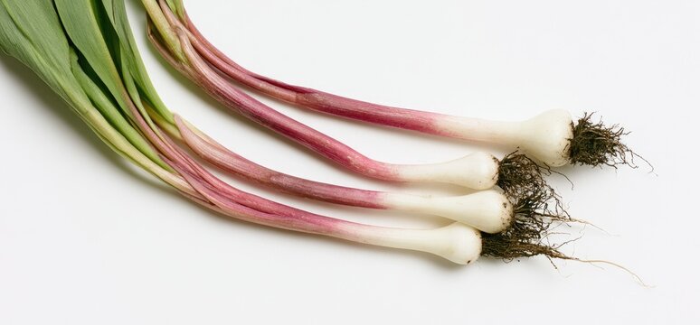 Fresh wild leeks with green leaves, purple stems and white bulbs on white