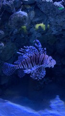 fish in aquarium © Христина Крисак
