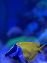 fish in aquarium © Христина Крисак