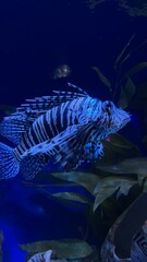 fish in aquarium © Христина Крисак