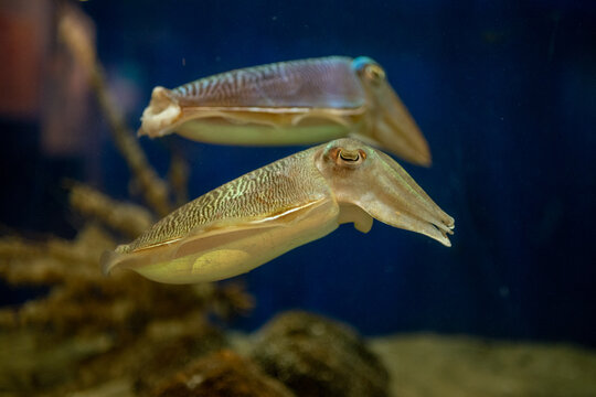 Two cuttlefish swimming together in a marine aquarium